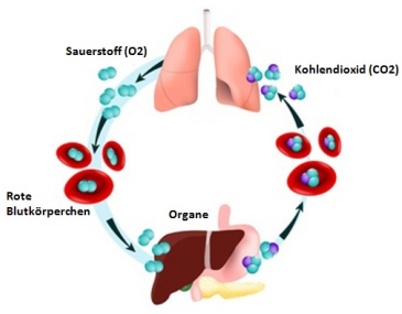 Gasaustausch Lunge CO-CO2